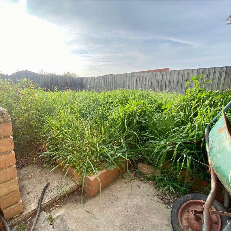 Overgrown Garden Before image 16